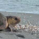 Usa, un tartaruga torna nell’oceano della Florida dopo la riabilitazione