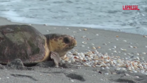 Usa, un tartaruga torna nell’oceano della Florida dopo la riabilitazione