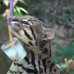 Caldo, ghiaccioli e docce fresche per gli animali al parco Natura Viva di Verona