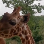 Zoo di Berlino, svelati i nomi dei due cuccioli di giraffa