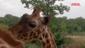 Zoo di Berlino, svelati i nomi dei due cuccioli di giraffa