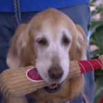 Philadelphia, all’aeroporto la pet therapy celebra 5 anni: i cani festeggiano con i passeggeri