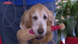 Philadelphia, all’aeroporto la pet therapy celebra 5 anni: i cani festeggiano con i passeggeri