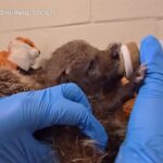 Usa, nove coyote tornano in natura