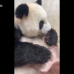 Berlino, zoo rilascia video dei gemelli di panda gigante appena nati