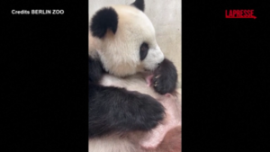 Berlino, zoo rilascia video dei gemelli di panda gigante appena nati