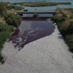 Grecia, tonnellate di pesci morti nel porto di Volos