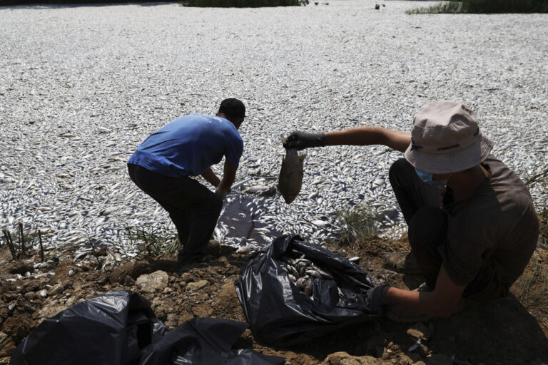 Grecia, tonnellate di pesci morti in porto Volos: le foto