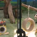 Taiwan, il panda più vecchio dell’isola festeggia il suo ventesimo compleanno