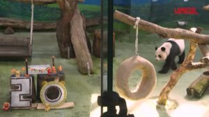 Taiwan, il panda più vecchio dell’isola festeggia il suo ventesimo compleanno