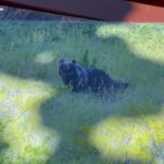 Orsa Amarena, a San Sebastiano il ricordo dell’animale ucciso un anno fa