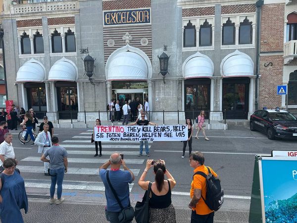 Venezia 81,  flash mob animalisti contro gestione degli orsi in Trentino