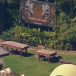 Australia, tigre morde addestratrice in parco divertimenti