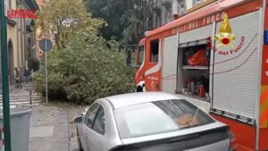 Maltempo, a Napoli grosso albero caduto in via Bernini