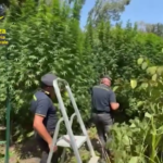 Pavia, GdF scopre piantagione di cannabis all’interno del Parco del Ticino