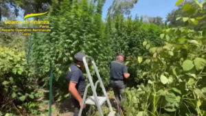 Pavia, GdF scopre piantagione di cannabis all’interno del Parco del Ticino