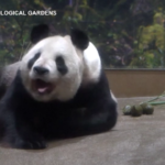 Giappone, coppia di panda ‘ospiti’ a Tokyo si prepara al ritorno in Cina