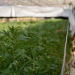 Cannabis, Tar del Lazio sospende decreto che vieta olio cbd