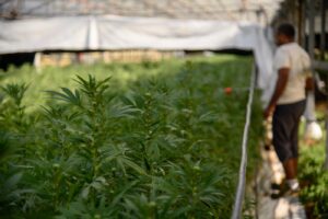 Mac Cannabis, azienda agricola produttrice di Canapa legale