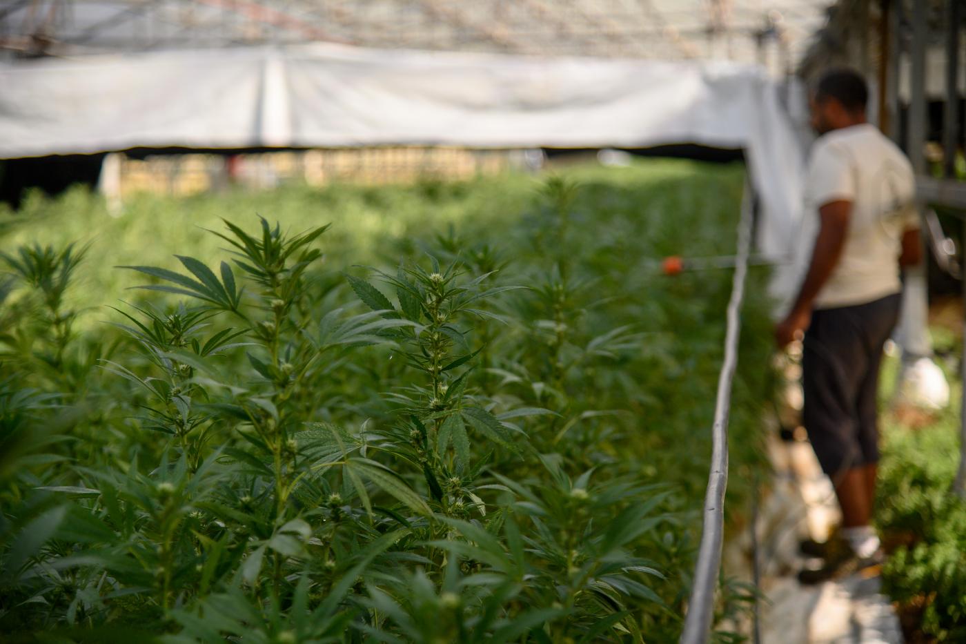 Cannabis, Tar del Lazio sospende decreto che vieta olio cbd