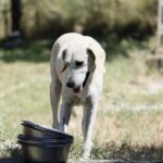 Animali, come proteggere i cani dalle insidie dell’autunno