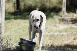 Abbandono dei cani nei periodi di vacanza