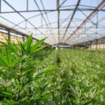 Ddl Sicurezza, ok della Camera al divieto per la cannabis light