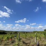 Zero chimica e forza delle braccia, la vendemmia sostenibile del vino biologico
