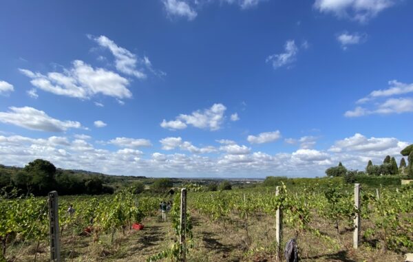 Zero chimica e forza delle braccia, la vendemmia sostenibile del vino biologico