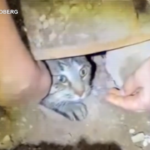 Il gatto Drifter torna a casa: l’incredibile salvataggio del felino intrappolato in un tombino