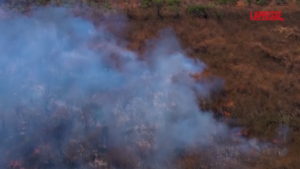 Brasile, le autorità: “Incendi boschivi appiccati intenzionalmente”