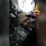 Ragusa, il salvataggio di un cane scivolato in un pozzo