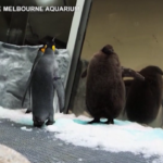 Australia, ecco Pesto: l’enorme pinguino star dei social media