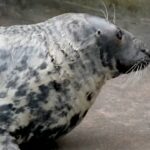 Regno Unito, foca Sheba compie 50 anni: fu salvata in Cornovaglia nel 1974