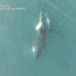 Oceano Pacifico, il drone riprende il cucciolo di orca