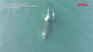 Oceano Pacifico, il drone riprende il cucciolo di orca