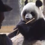 Tokyo, folla saluta i panda Ri Ri e Shin Shin prima del ritorno in Cina