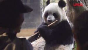 Tokyo, folla saluta i panda Ri Ri e Shin Shin prima del ritorno in Cina