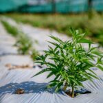 Cannabis, Mantovano accusa Sfera Ebbasta: “Esalta marijuana ma non è leggera”