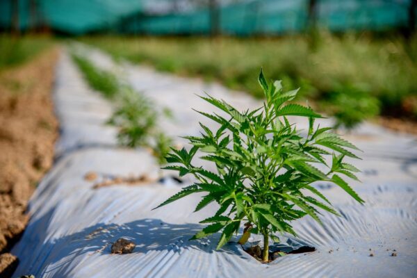 Mac Cannabis, azienda agricola produttrice di Canapa legale