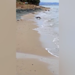 Molise, rarissimo avvistamento di una lontra in mare a Petacciato