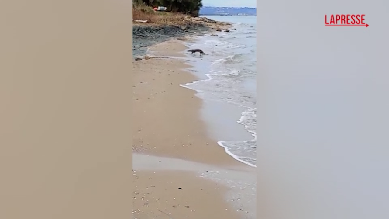 Molise, rarissimo avvistamento di una lontra in mare a Petacciato