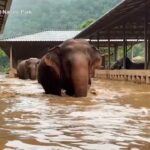 Thailandia, elefanti in fuga dalle inondazioni: a fatica si muovo nell’acqua alta