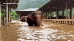 Thailandia, elefanti in fuga dalle inondazioni: a fatica si muovo nell’acqua alta