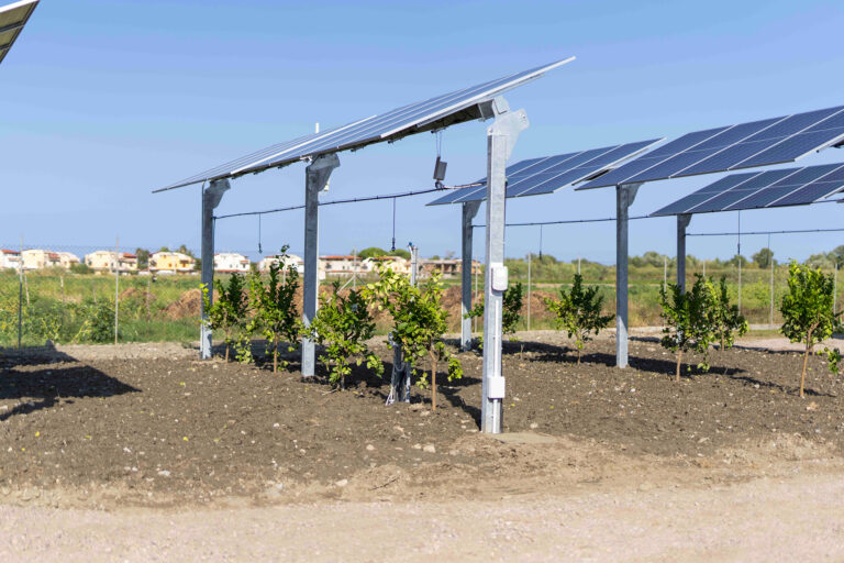 Limoni e pannelli fotovoltaici, alta tecnologia per un polo agrivoltaico in Calabria