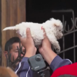 Ecuador, gli animali domestici ricevono la benedizione in chiesa