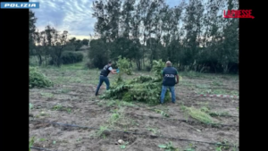 Sassari, sequestrate 2000 piante di marijuana: un arresto