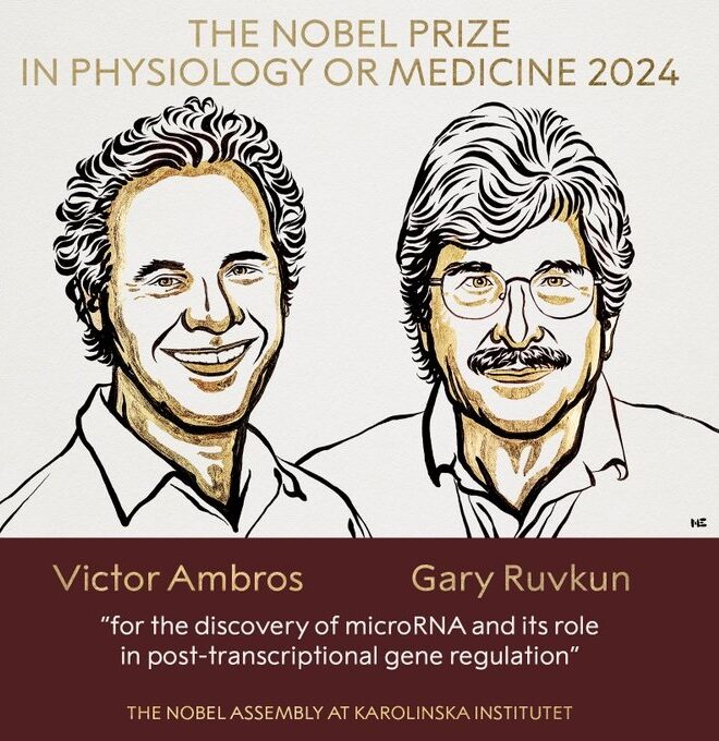 Il premio Nobel per la Medicina 2024 assegnato a Victor Ambros e Gary Ruvkun