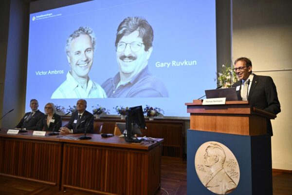 Il premio Nobel per la Medicina 2024 assegnato a Victor Ambros e Gary Ruvkun