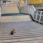 Australia, un koala curioso a spasso per la stazione ferroviaria di Sydney